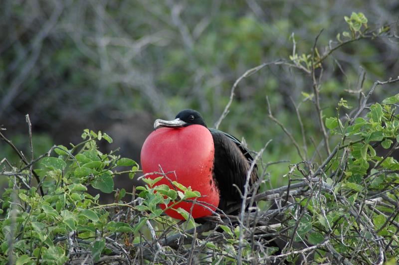 Fauna delle Isole Galapagos
