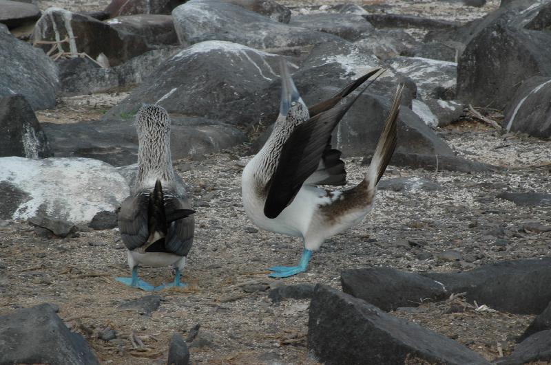 Fauna delle Isole Galapagos